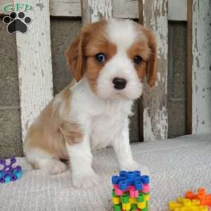 SAMAJE, Cavalier King Charles Spaniel Puppy