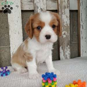 SAMAJE, Cavalier King Charles Spaniel Puppy