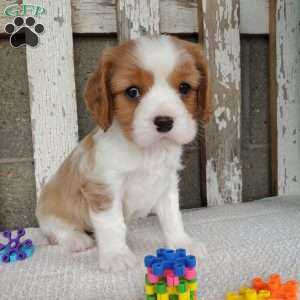 SAMAJE, Cavalier King Charles Spaniel Puppy