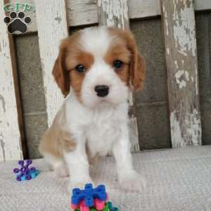 SAMAJE, Cavalier King Charles Spaniel Puppy