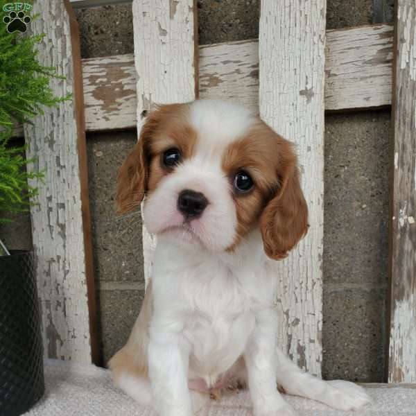 SALENA, Cavalier King Charles Spaniel Puppy