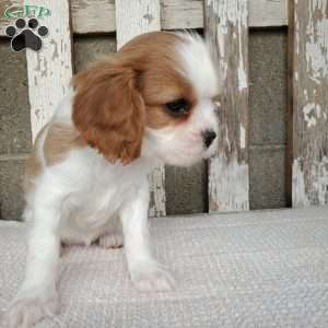 SHARLA, Cavalier King Charles Spaniel Puppy