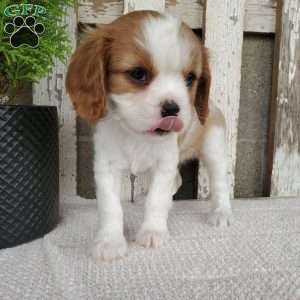 SHARLA, Cavalier King Charles Spaniel Puppy