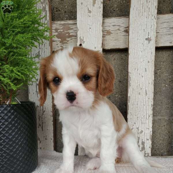 SHARLA, Cavalier King Charles Spaniel Puppy
