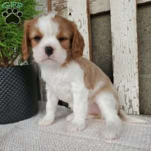 SHARLA, Cavalier King Charles Spaniel Puppy