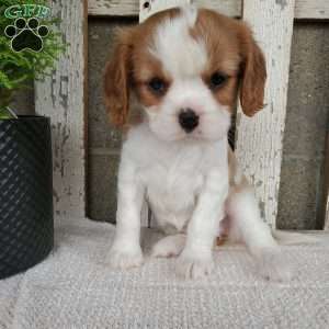 SHARLA, Cavalier King Charles Spaniel Puppy