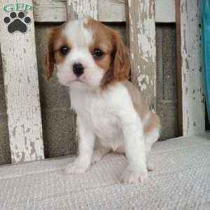 SHARLA, Cavalier King Charles Spaniel Puppy