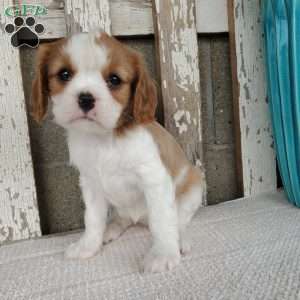 SHARLA, Cavalier King Charles Spaniel Puppy