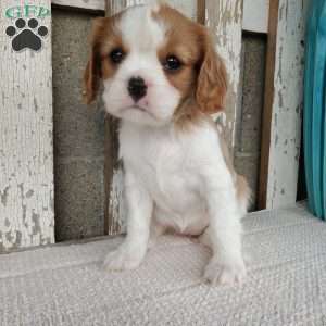 SHARLA, Cavalier King Charles Spaniel Puppy