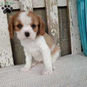 SHARLA, Cavalier King Charles Spaniel Puppy