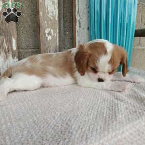 SHARLA, Cavalier King Charles Spaniel Puppy