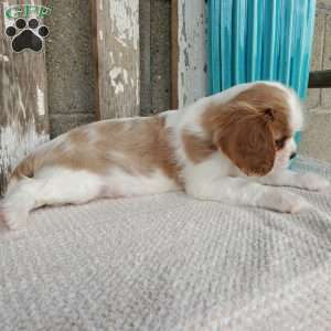 SHARLA, Cavalier King Charles Spaniel Puppy