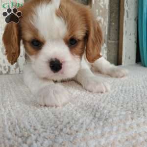 SHARLA, Cavalier King Charles Spaniel Puppy