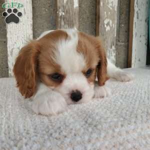 SHARLA, Cavalier King Charles Spaniel Puppy