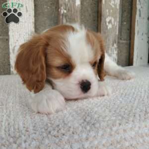 SHARLA, Cavalier King Charles Spaniel Puppy