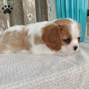 SHARLA, Cavalier King Charles Spaniel Puppy