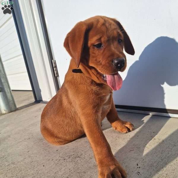Hazel, Fox Red Labrador Retriever Puppy
