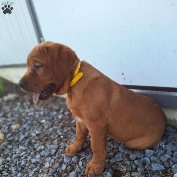 Chloe, Fox Red Labrador Retriever Puppy