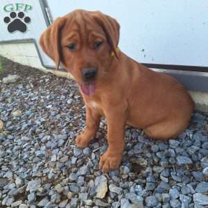 Chloe, Fox Red Labrador Retriever Puppy