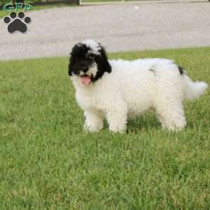 Bingo, Portuguese Water Dog Puppy