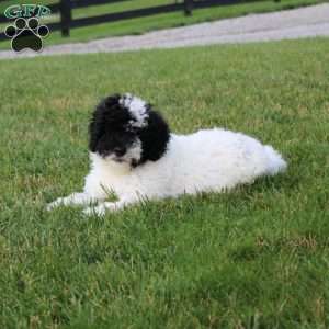 Bingo, Portuguese Water Dog Puppy