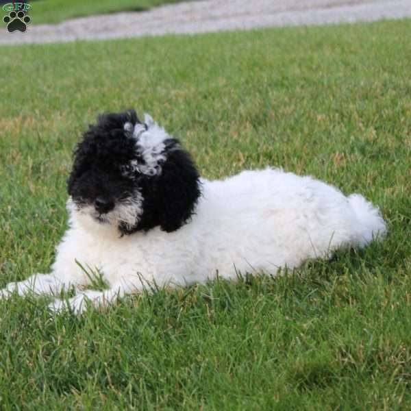 Bingo, Portuguese Water Dog Puppy