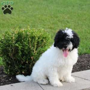 Bingo, Portuguese Water Dog Puppy