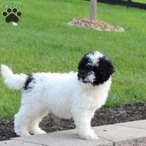 Bingo, Portuguese Water Dog Puppy