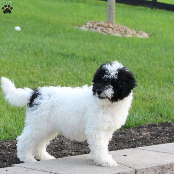 Bingo, Portuguese Water Dog Puppy