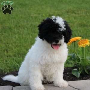 Bingo, Portuguese Water Dog Puppy