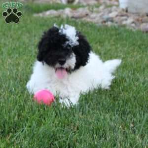 Bingo, Portuguese Water Dog Puppy