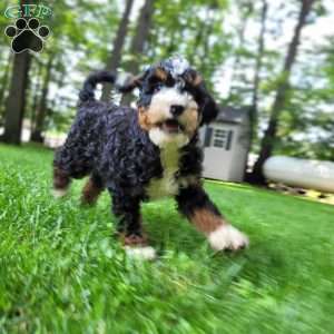 River, Mini Bernedoodle Puppy