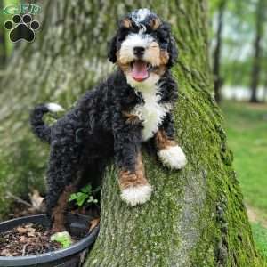 River, Mini Bernedoodle Puppy