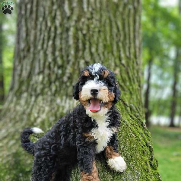 River, Mini Bernedoodle Puppy