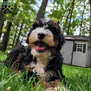 River, Mini Bernedoodle Puppy