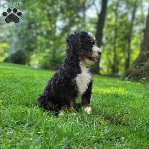 River, Mini Bernedoodle Puppy