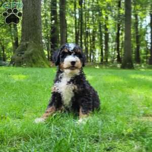 River, Mini Bernedoodle Puppy