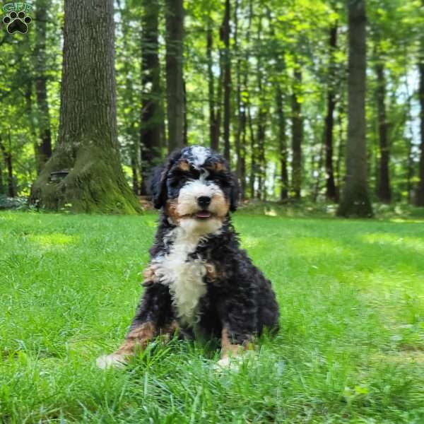 River, Mini Bernedoodle Puppy