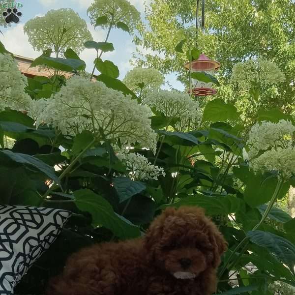 Lola, Miniature Poodle Puppy