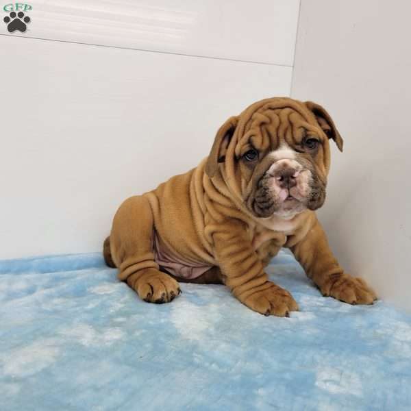 Edgar, English Bulldog Puppy