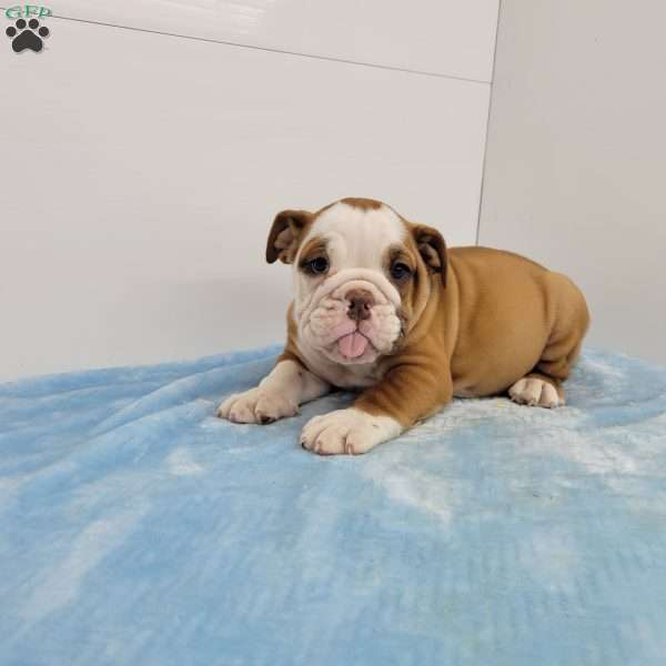 Ethan, English Bulldog Puppy