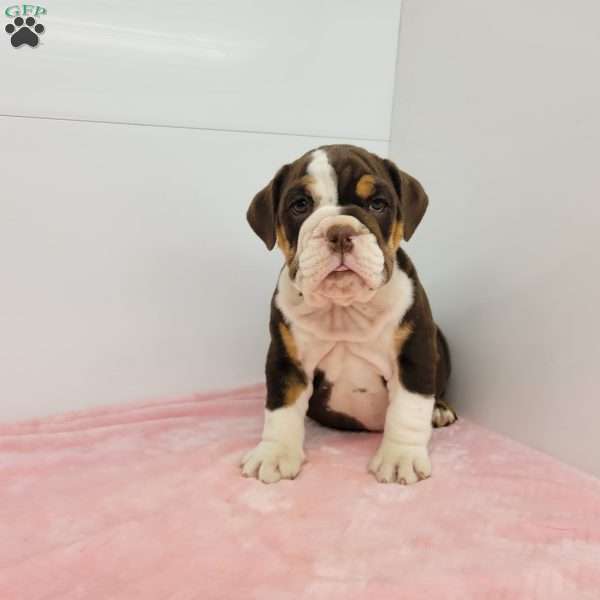 Ellen, English Bulldog Puppy