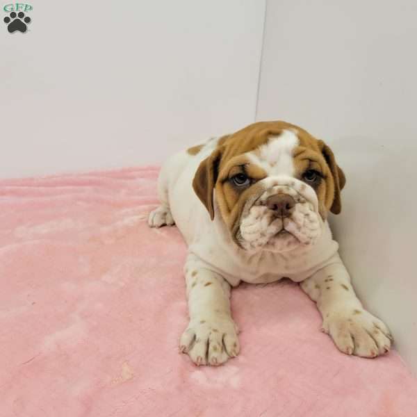 Elsa, English Bulldog Puppy