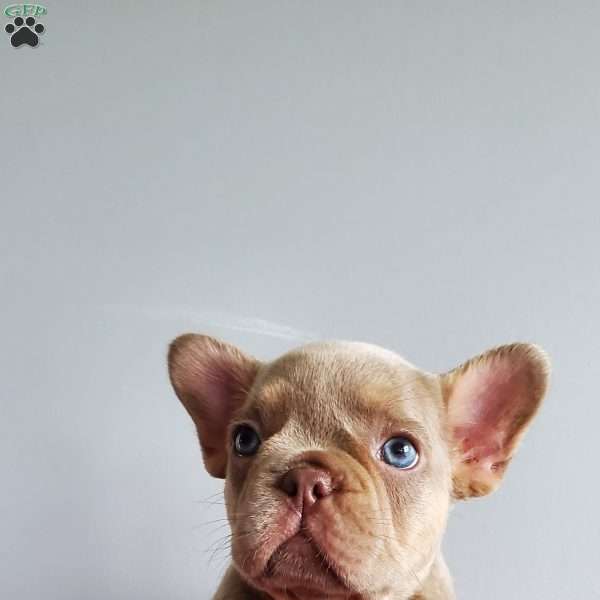 Chase, French Bulldog Puppy