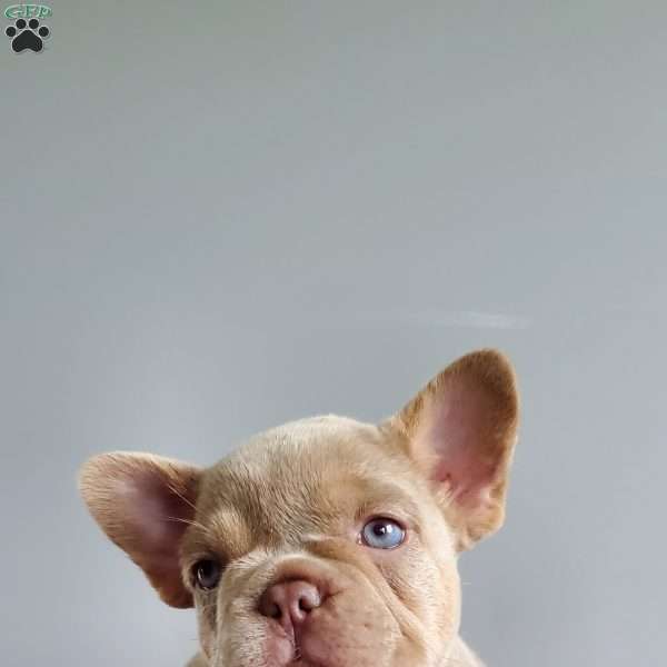 Cassidy, French Bulldog Puppy