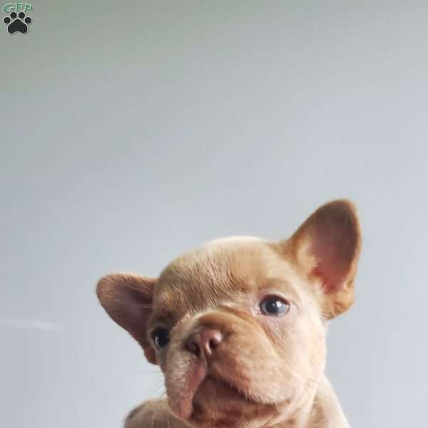 Connie, French Bulldog Puppy