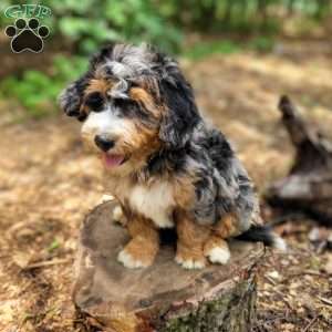 Ash, Mini Bernedoodle Puppy