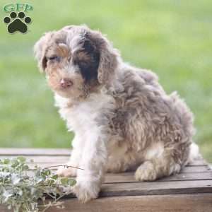 Lex, Cavapoo Puppy