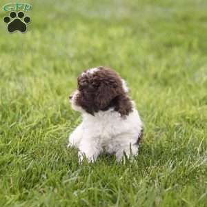 Hayes, Toy Poodle Puppy