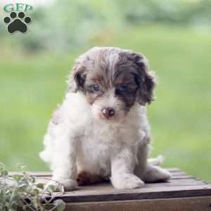 Logan, Cavapoo Puppy